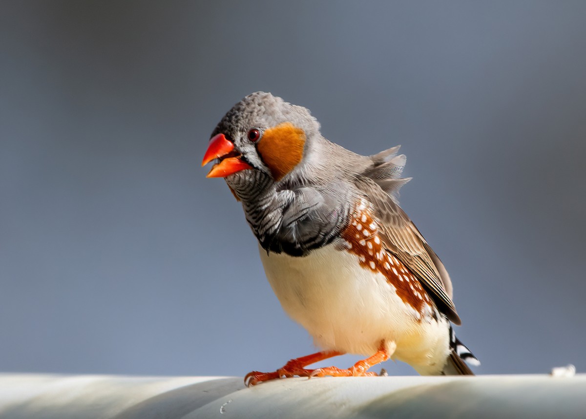 Zebra Finch - ML623026232