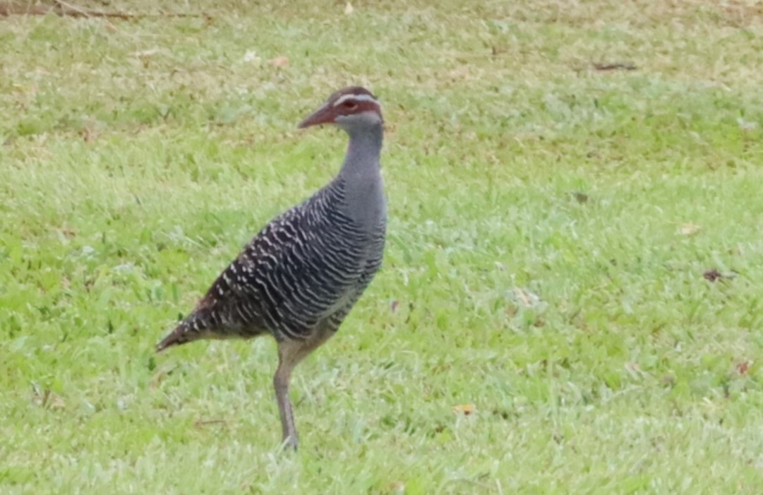 Buff-banded Rail - ML623026234