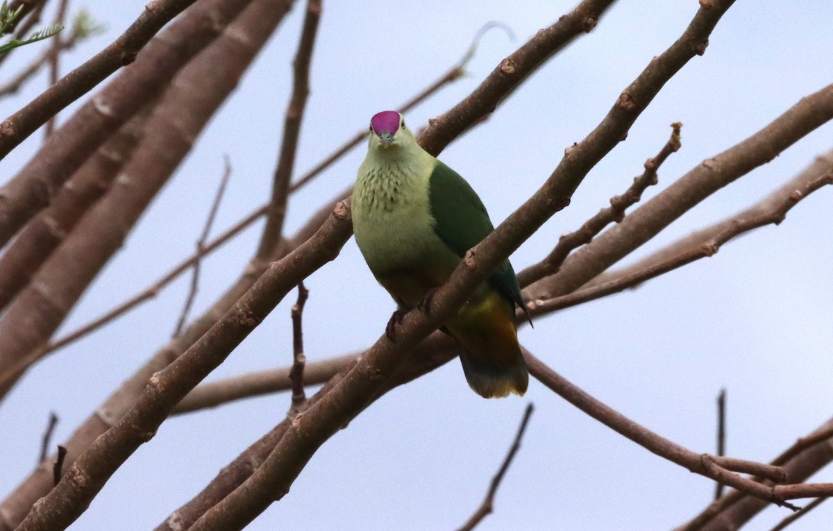 Crimson-crowned Fruit-Dove (Samoan) - ML623026245