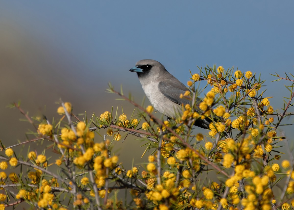 Black-faced Woodswallow - ML623026246