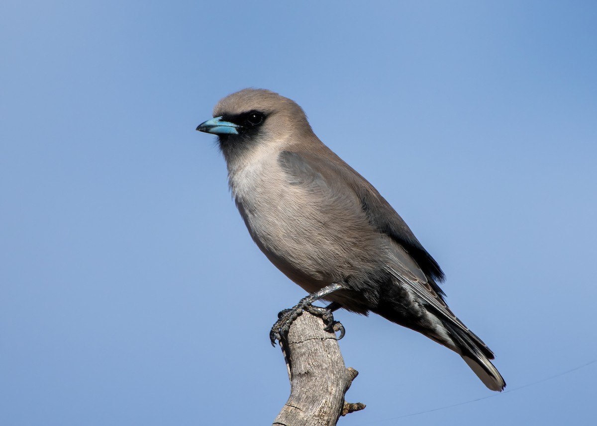 Black-faced Woodswallow - ML623026249