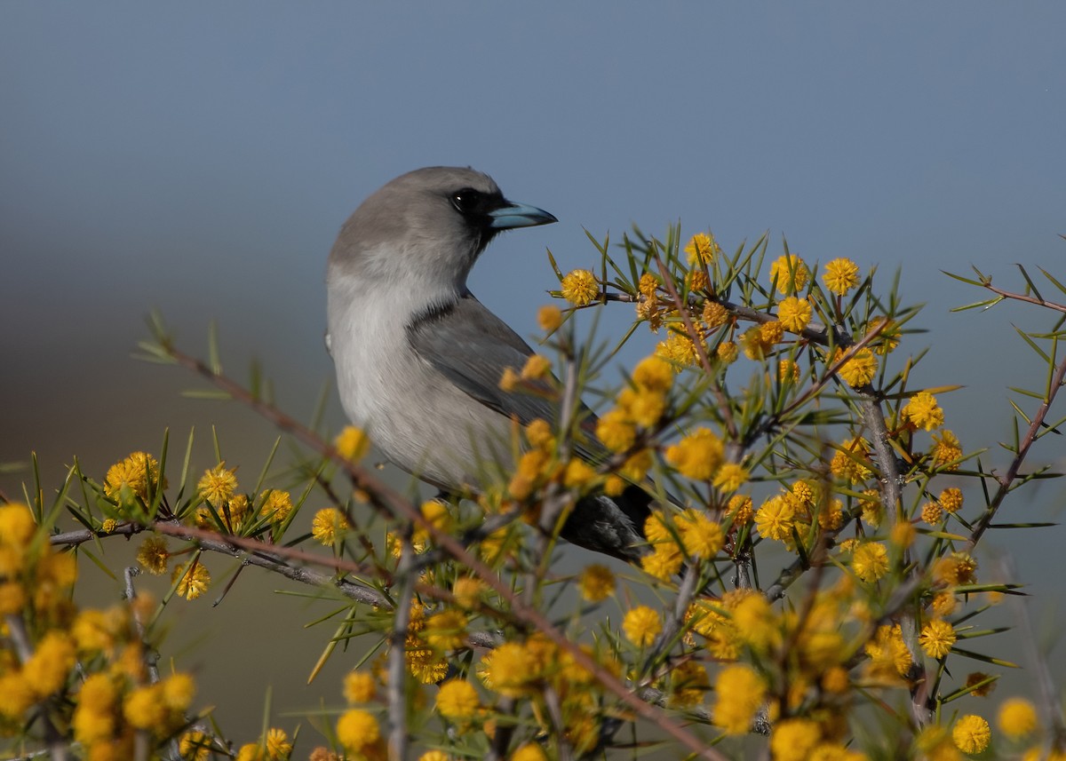 Black-faced Woodswallow - ML623026253