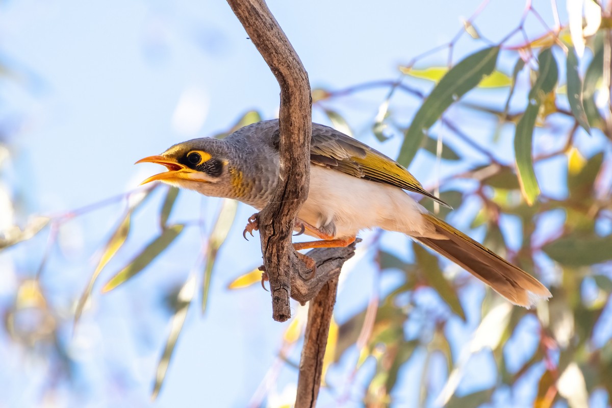 Yellow-throated Miner - ML623026285