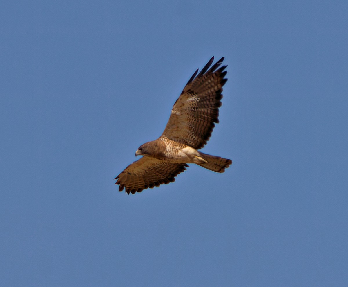 Swainson's Hawk - ML623026314