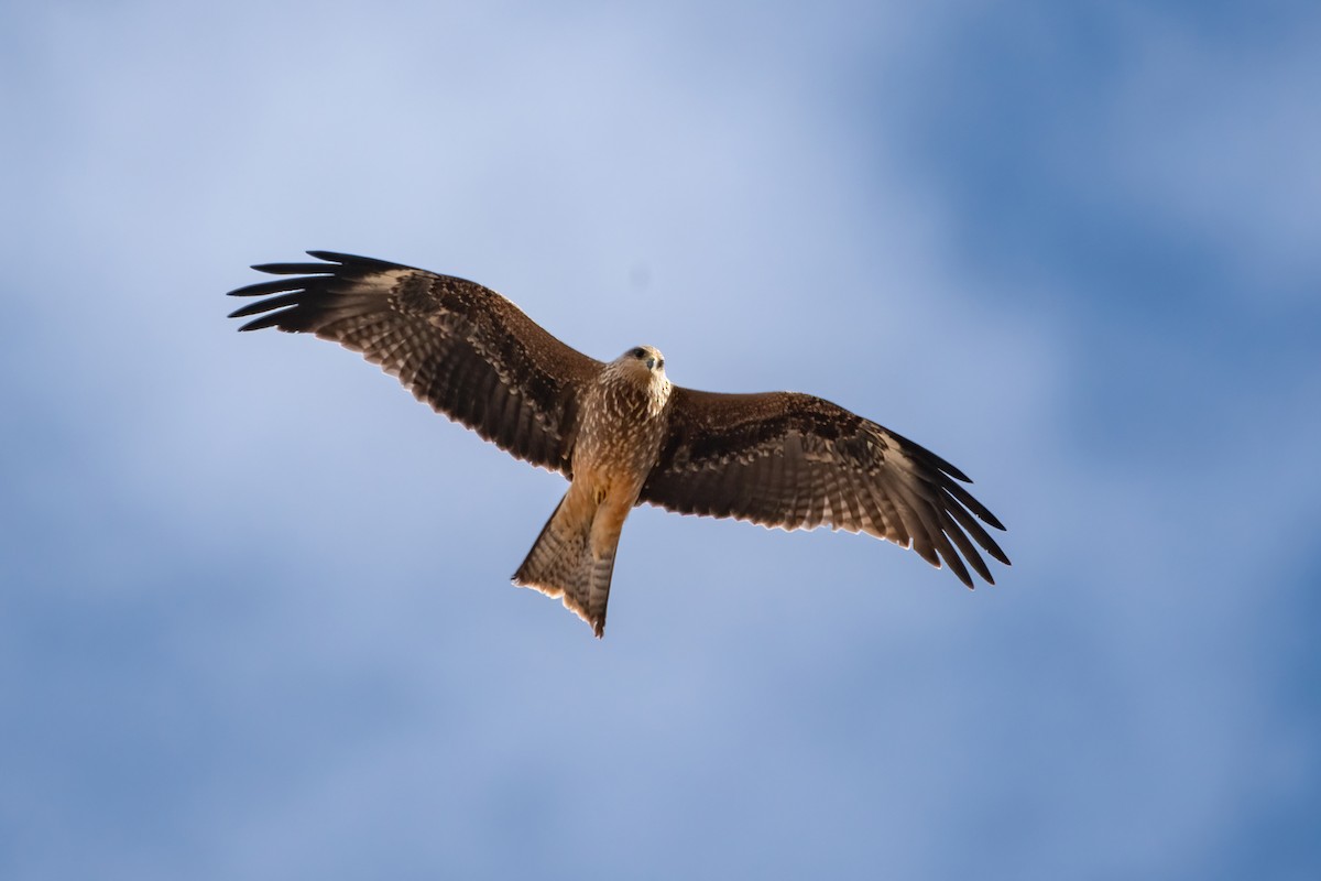 Black Kite - ML623026318