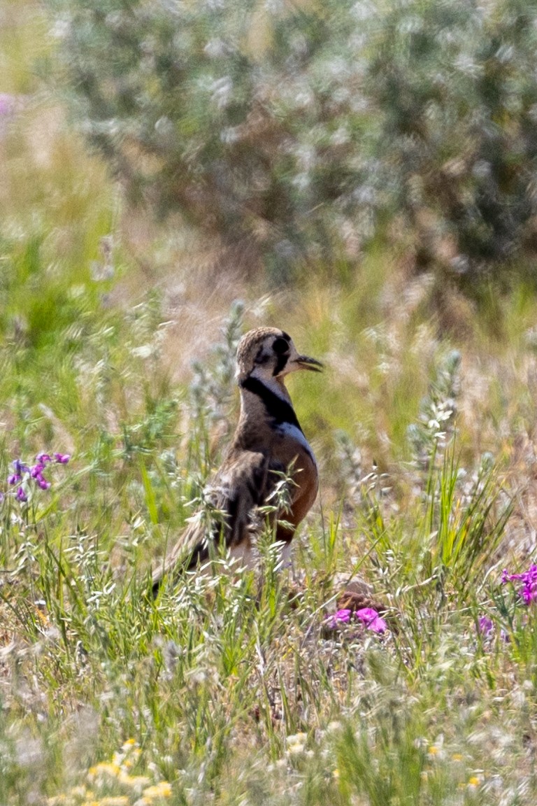 Inland Dotterel - ML623026350