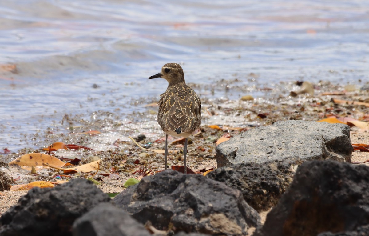 Pacific Golden-Plover - ML623026351