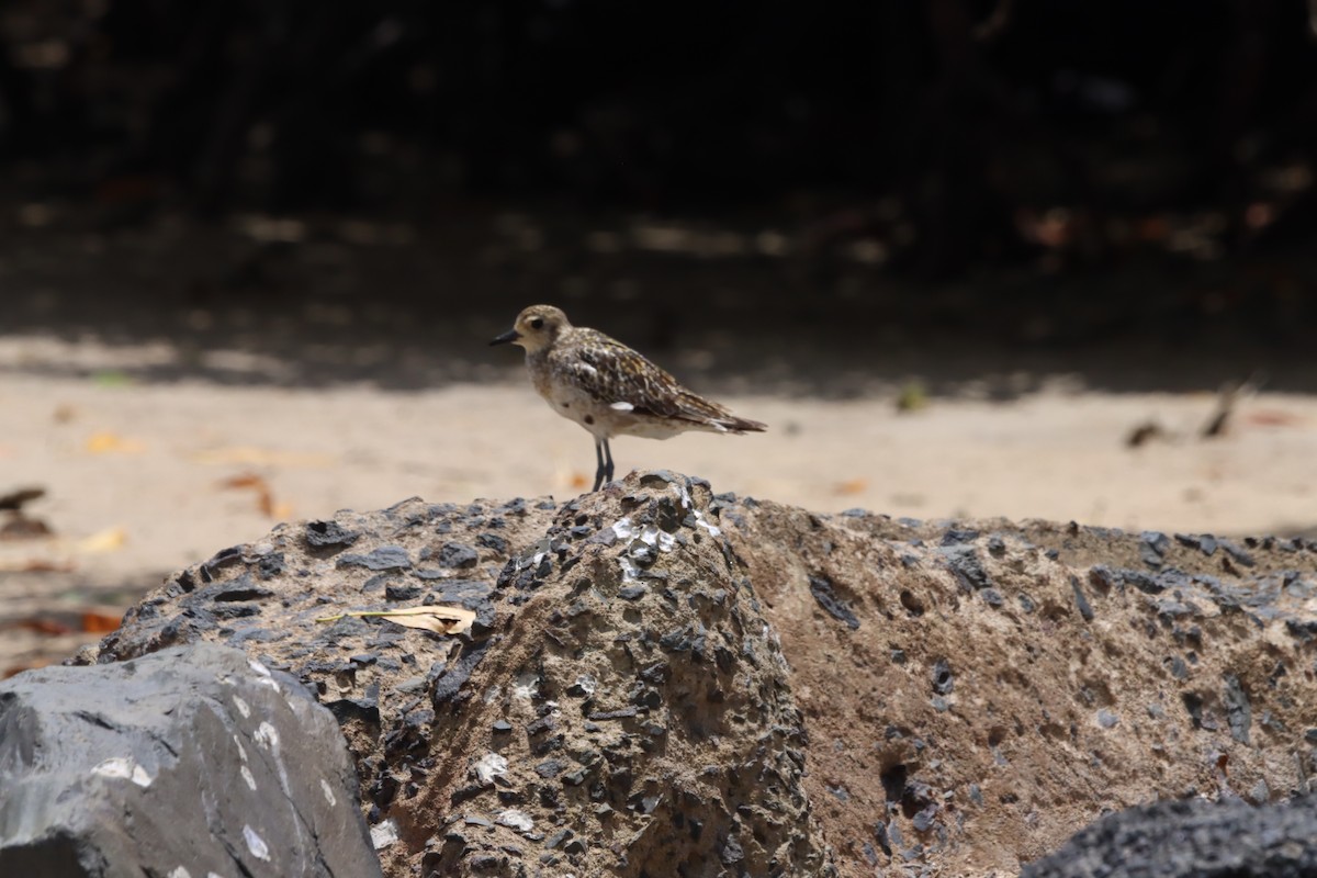 Pacific Golden-Plover - ML623026352