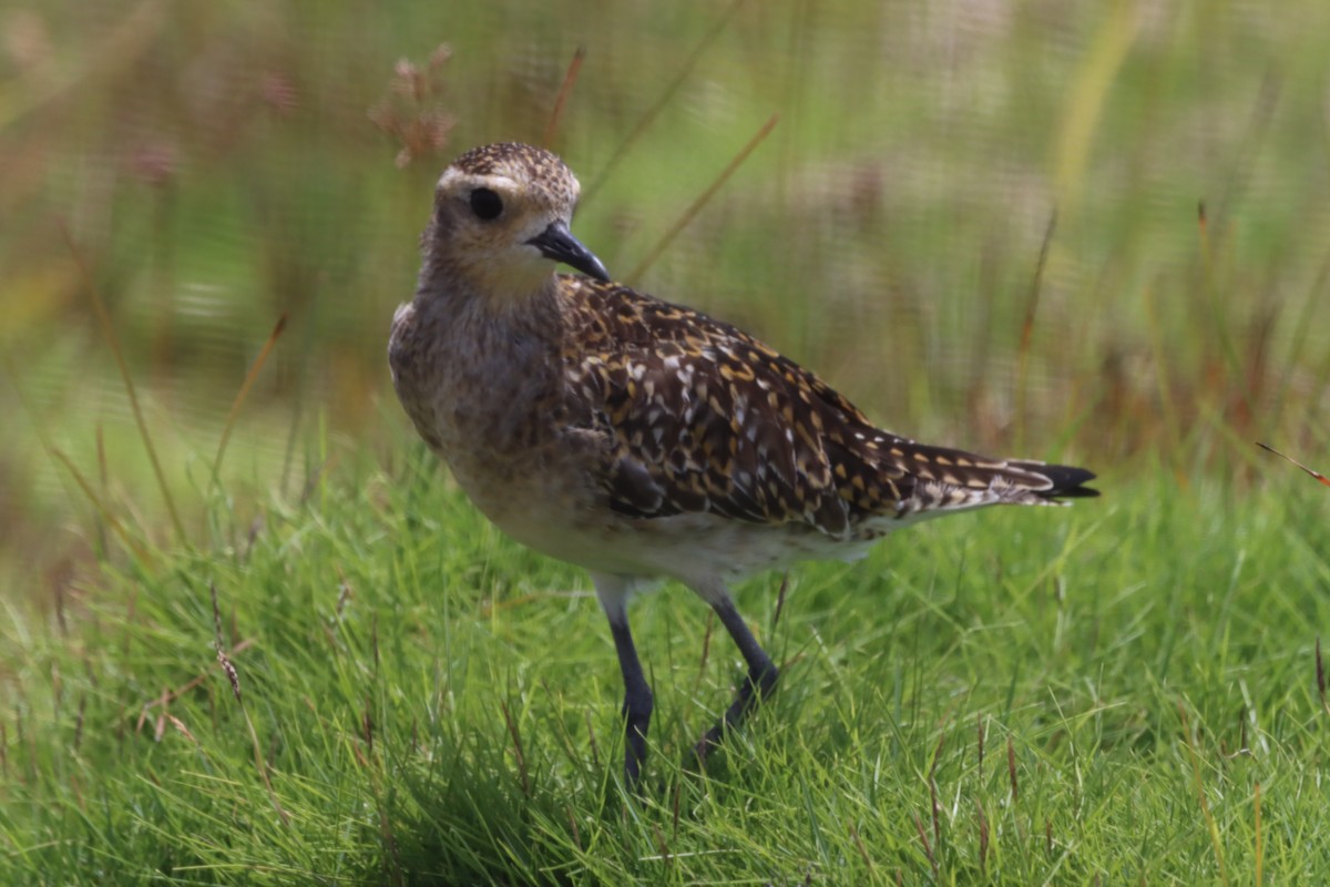 Pacific Golden-Plover - ML623026353