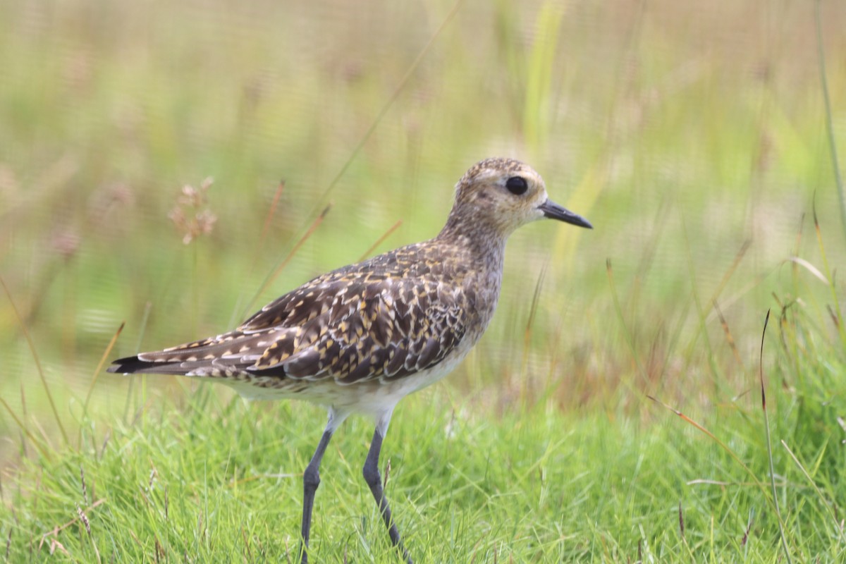 Pacific Golden-Plover - ML623026354