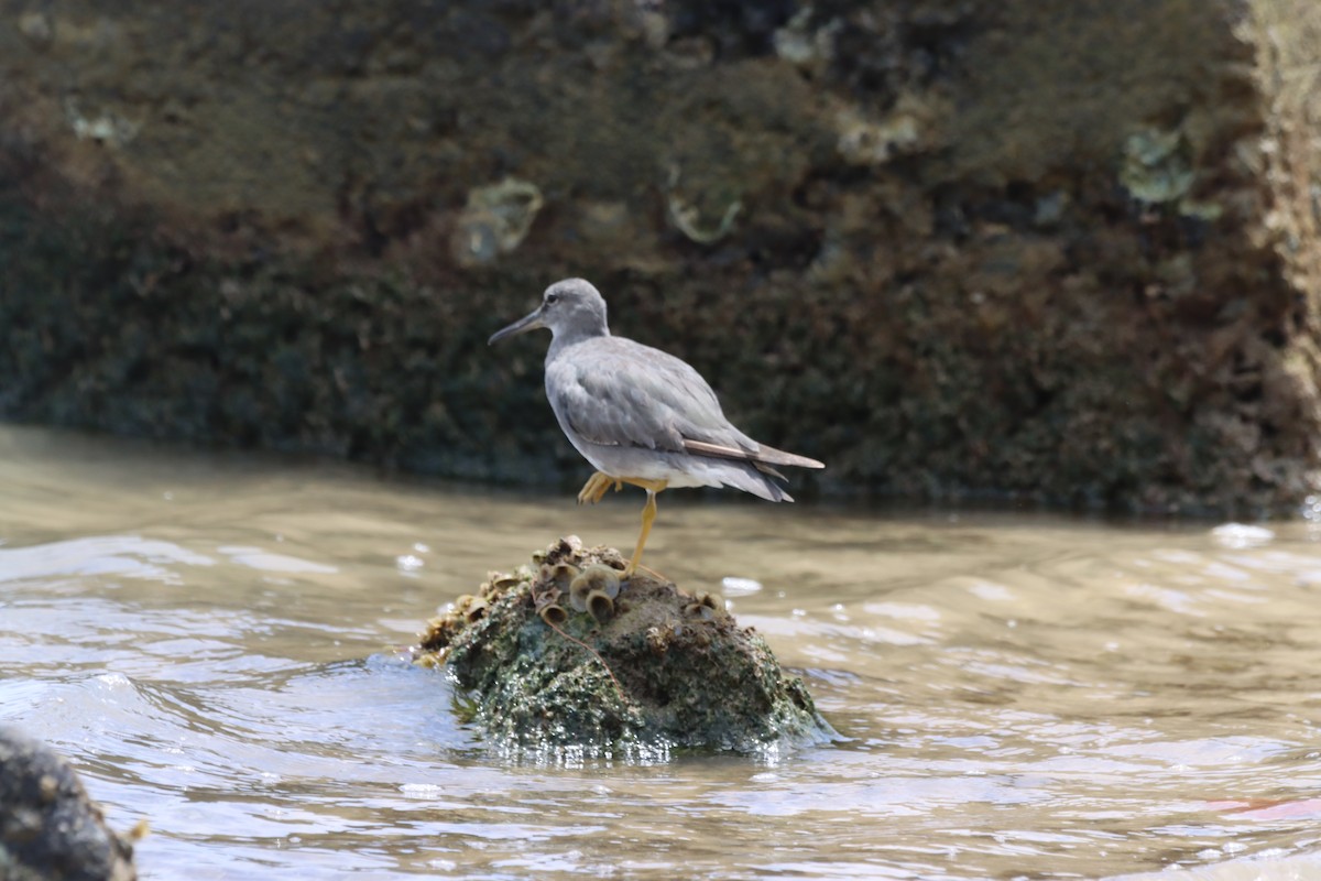 Wandering Tattler - ML623026389