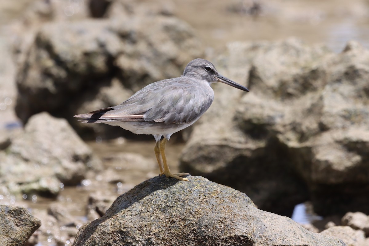 Wandering Tattler - ML623026392