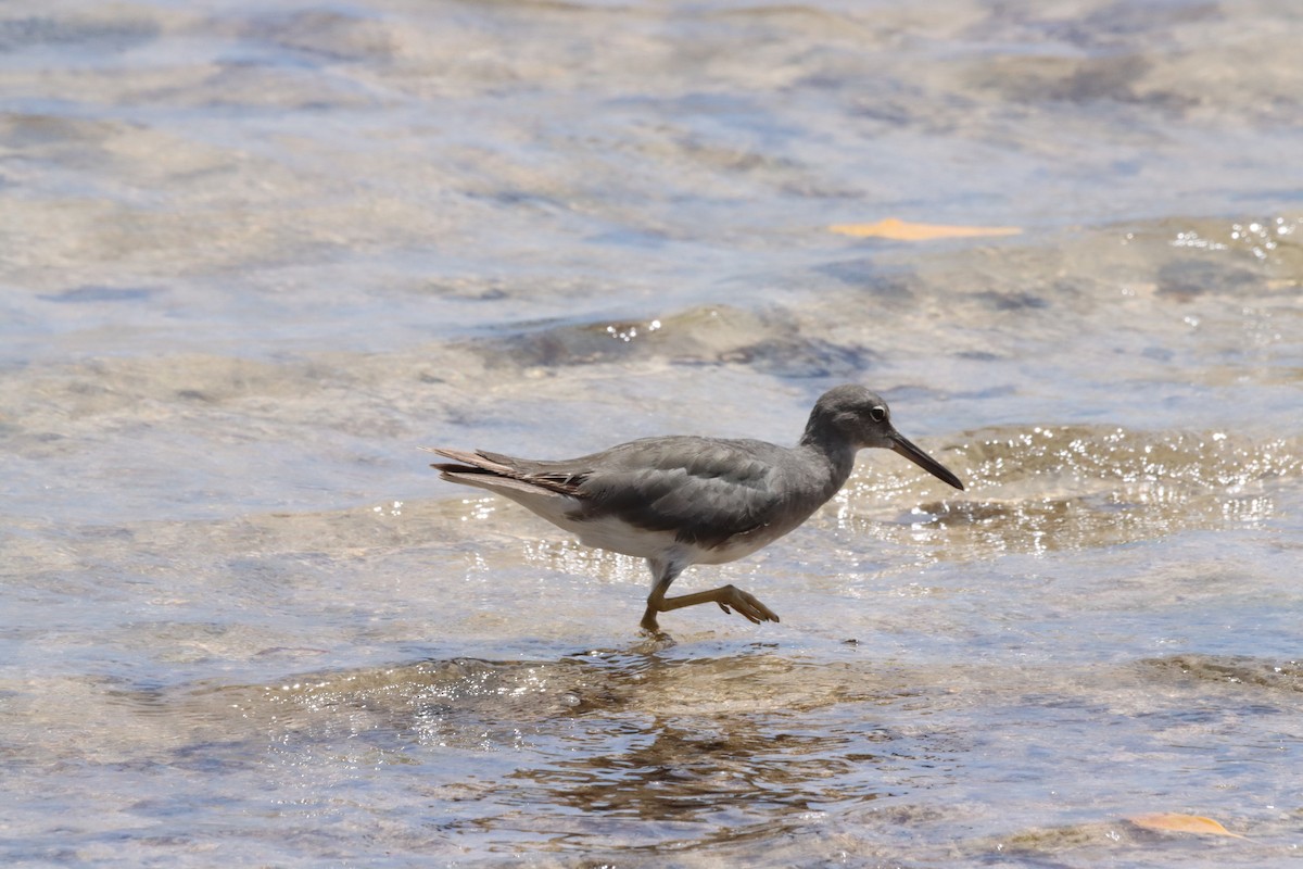 Wandering Tattler - ML623026393