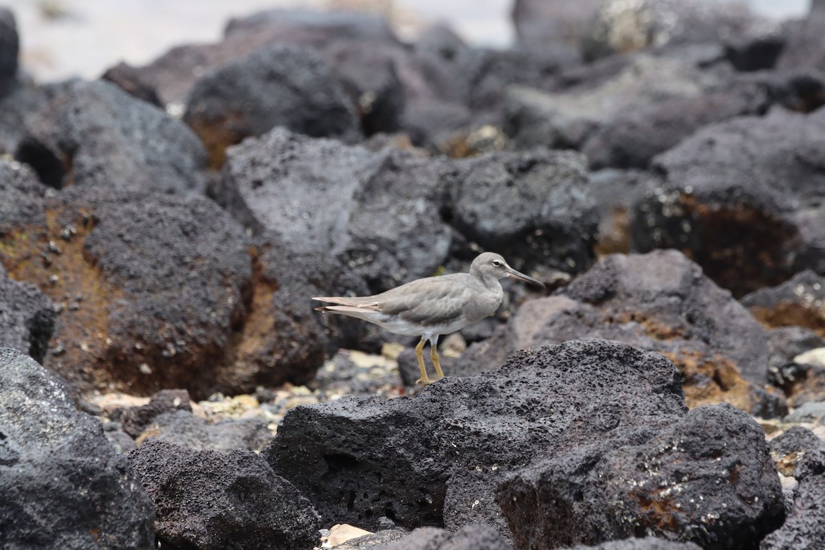 Wandering Tattler - ML623026395