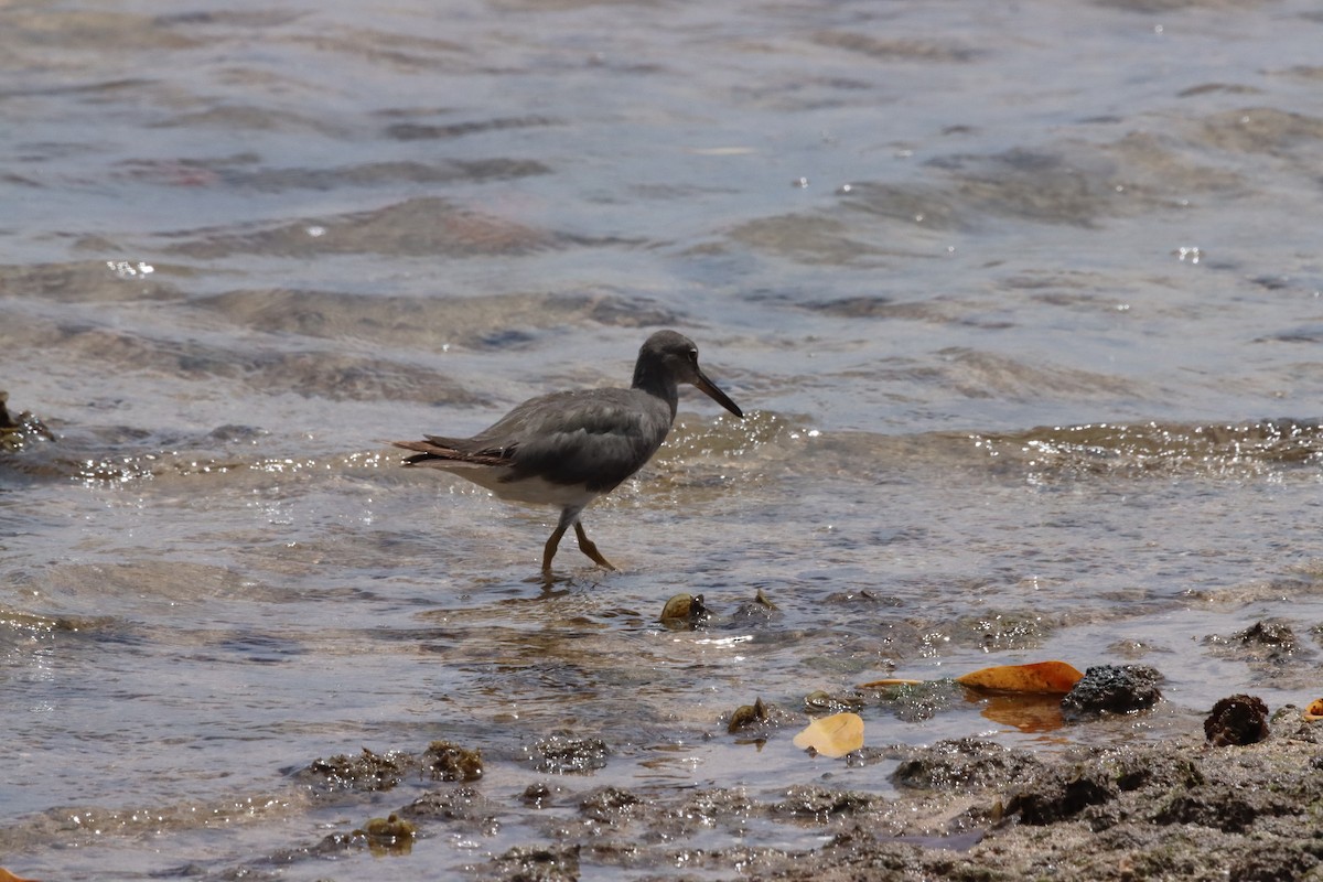 Wandering Tattler - ML623026396