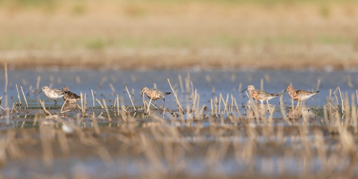 Curlew Sandpiper - ML623026397