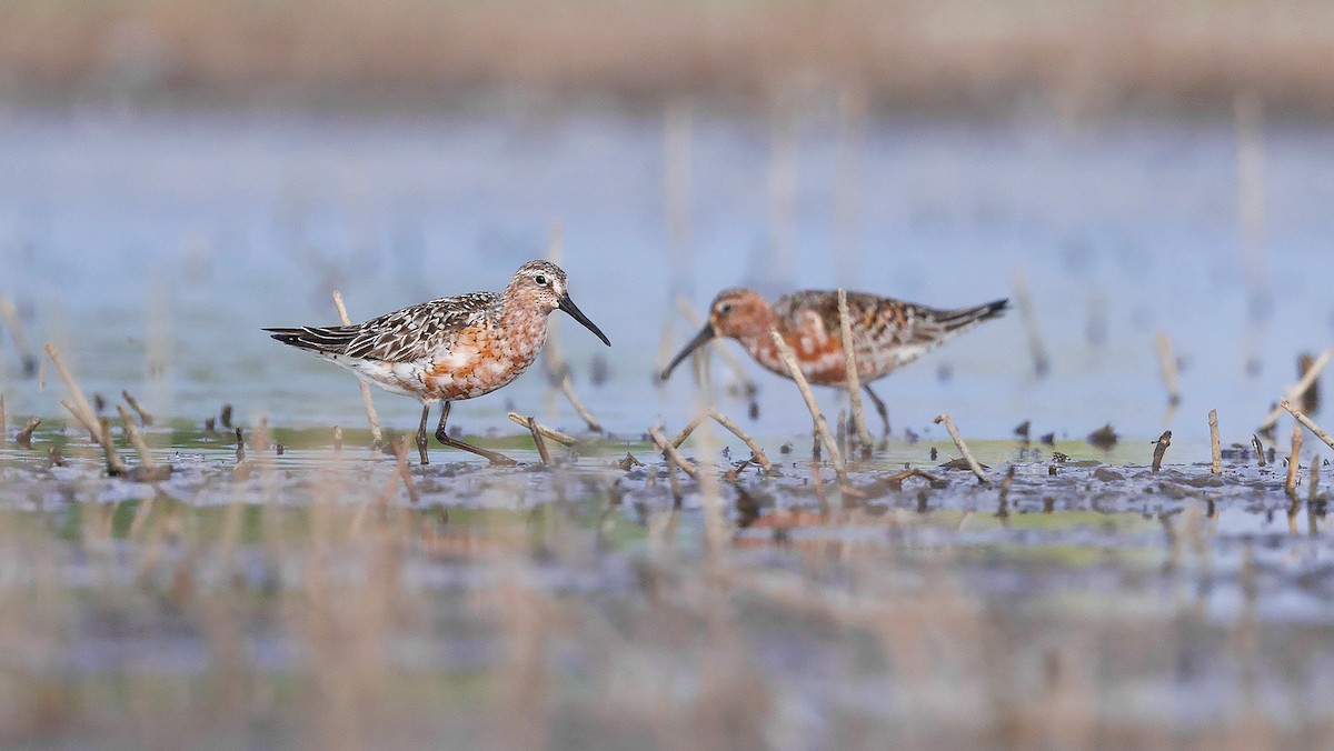 Curlew Sandpiper - ML623026398