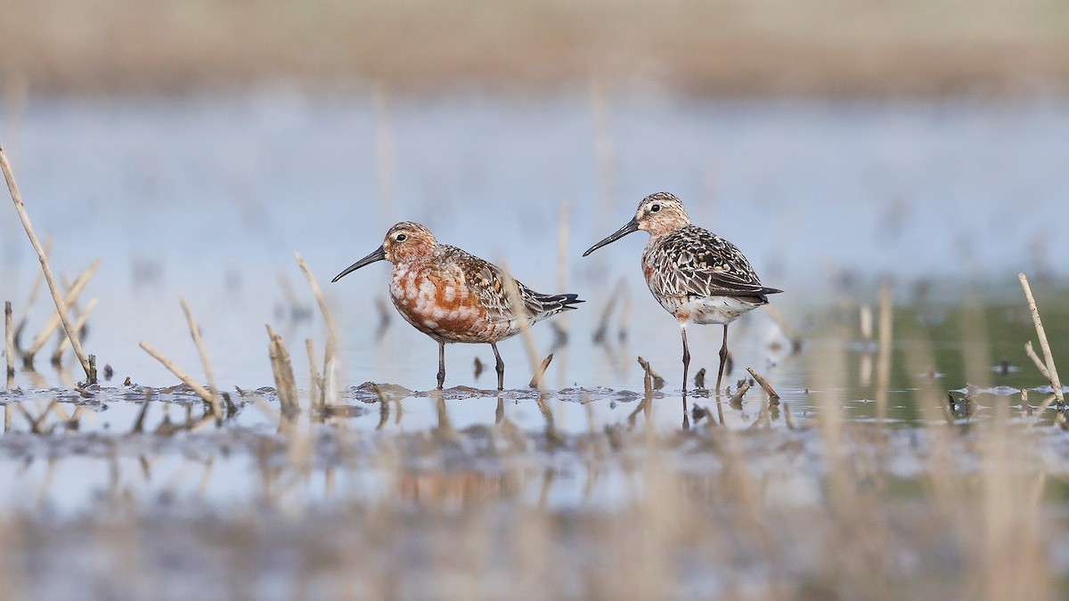 Curlew Sandpiper - ML623026400