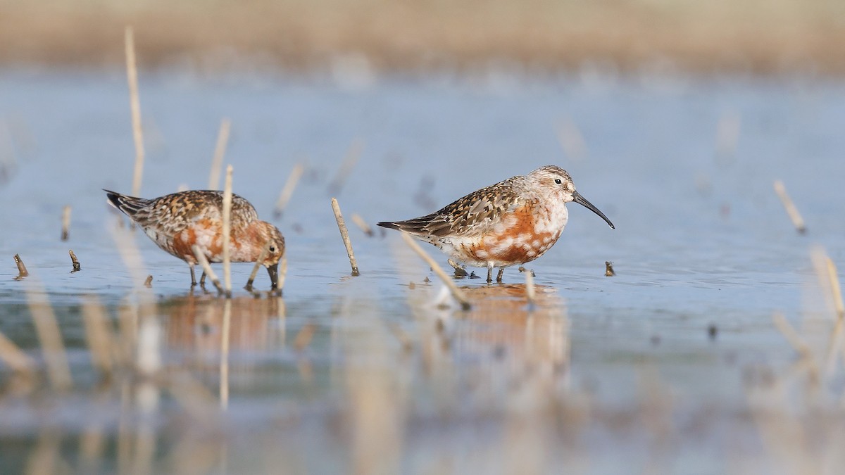 Curlew Sandpiper - ML623026401