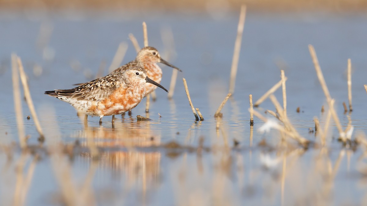 Curlew Sandpiper - ML623026404