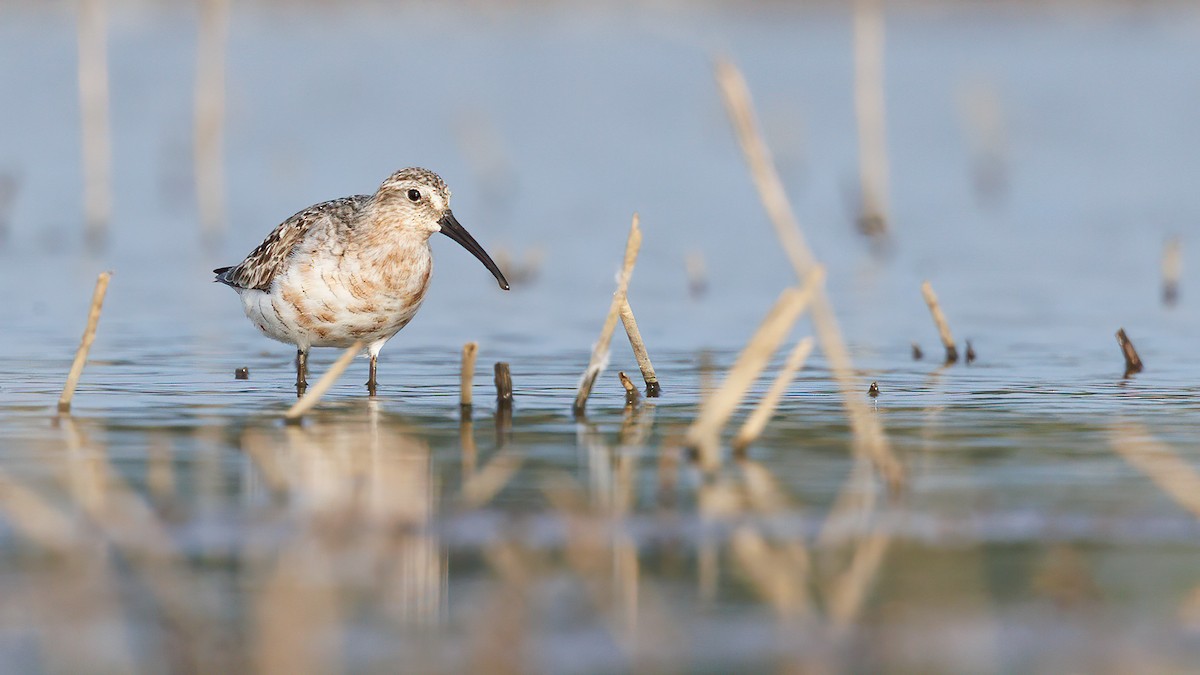 Curlew Sandpiper - ML623026405