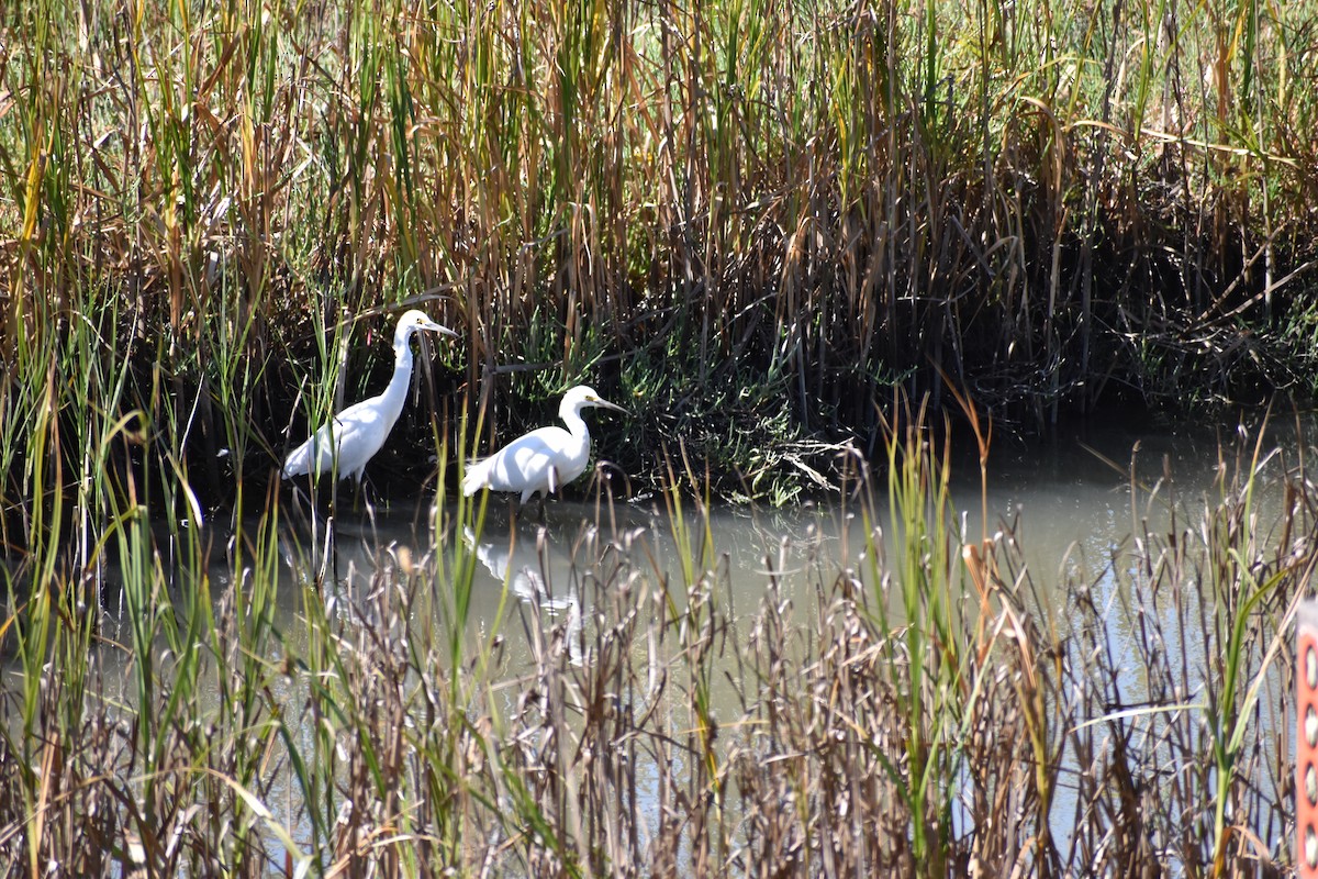 Snowy Egret - ML623026406