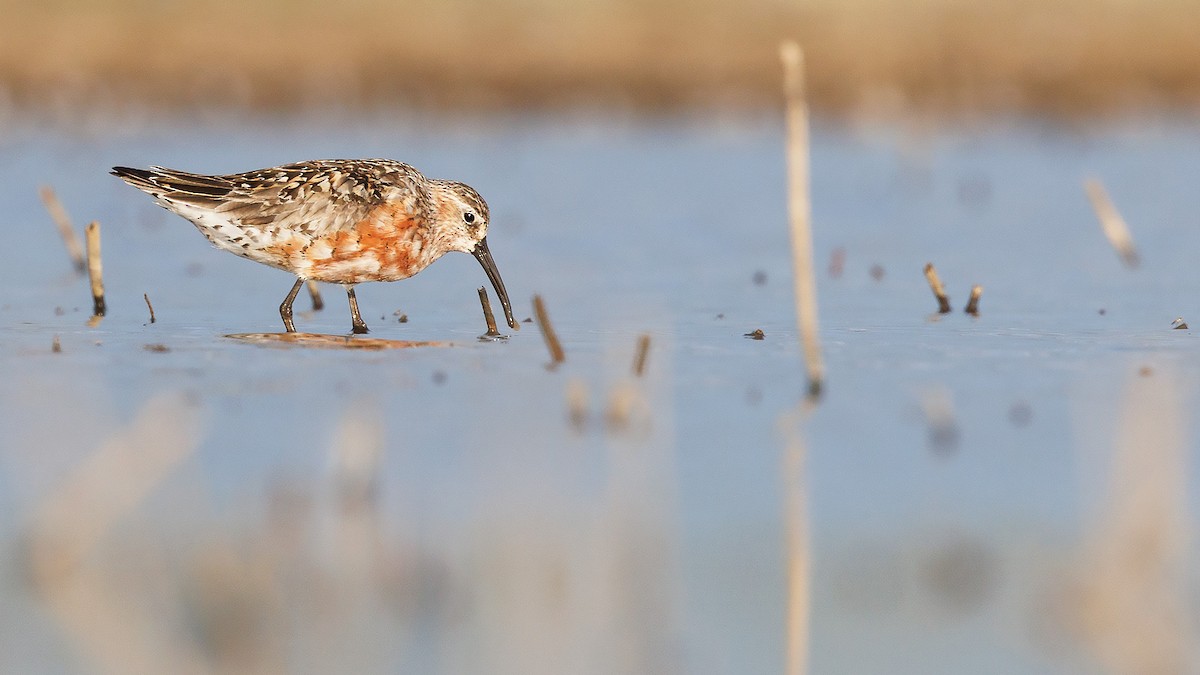 Curlew Sandpiper - Josh Jones