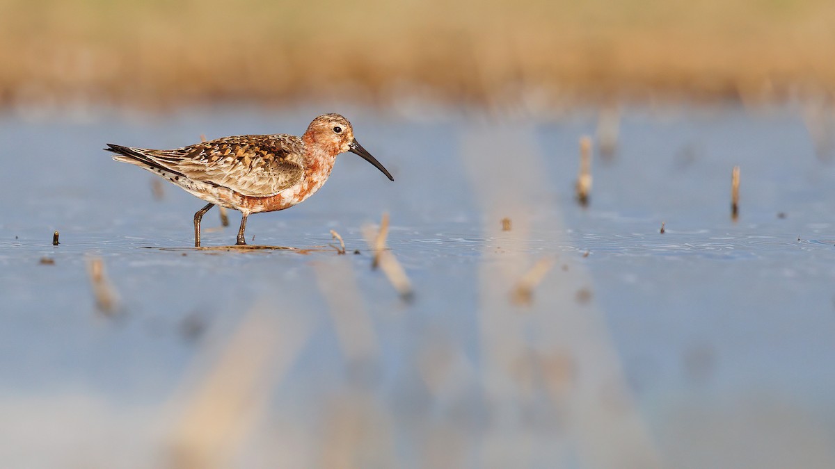 Curlew Sandpiper - ML623026409