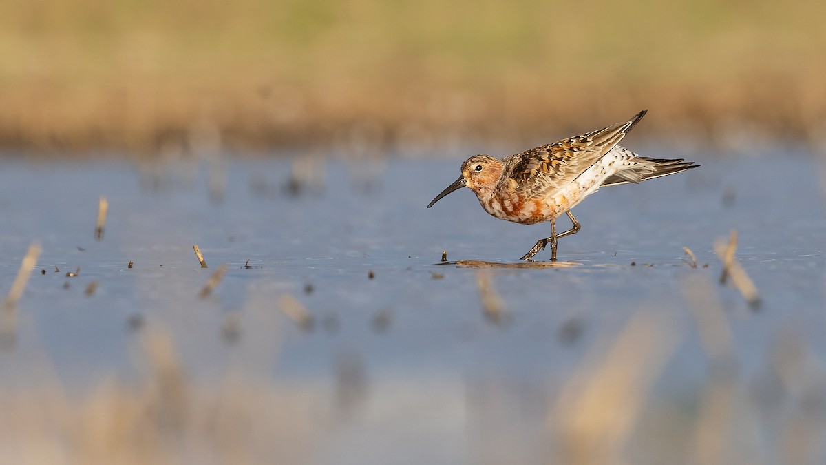 Curlew Sandpiper - ML623026411