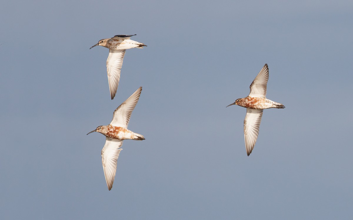 Curlew Sandpiper - ML623026412