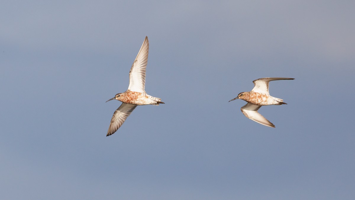 Curlew Sandpiper - ML623026414