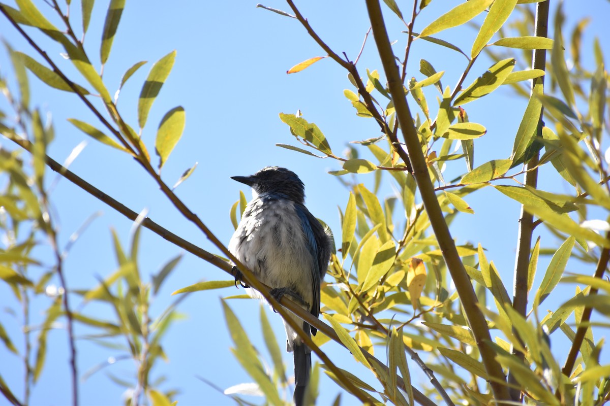 California Scrub-Jay - ML623026415