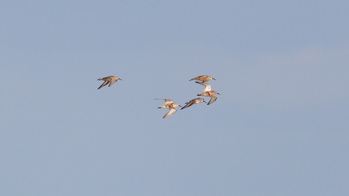 Curlew Sandpiper - ML623026420