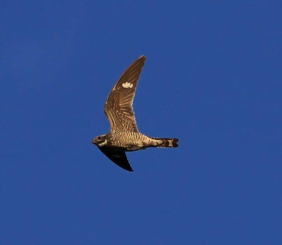 Common Nighthawk - Kari Dietlin