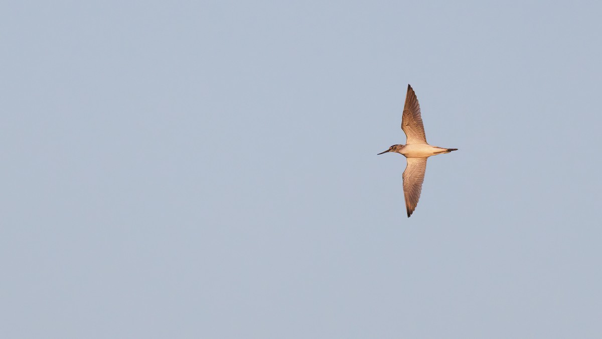 Common Greenshank - ML623026447