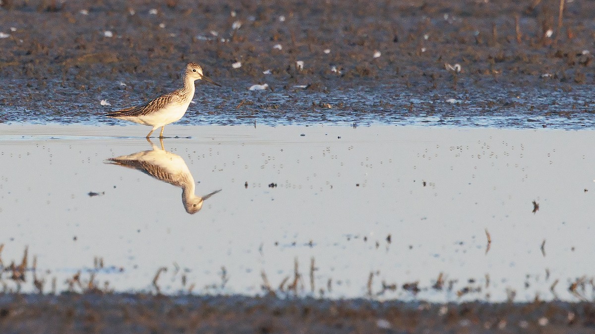 Common Greenshank - ML623026448