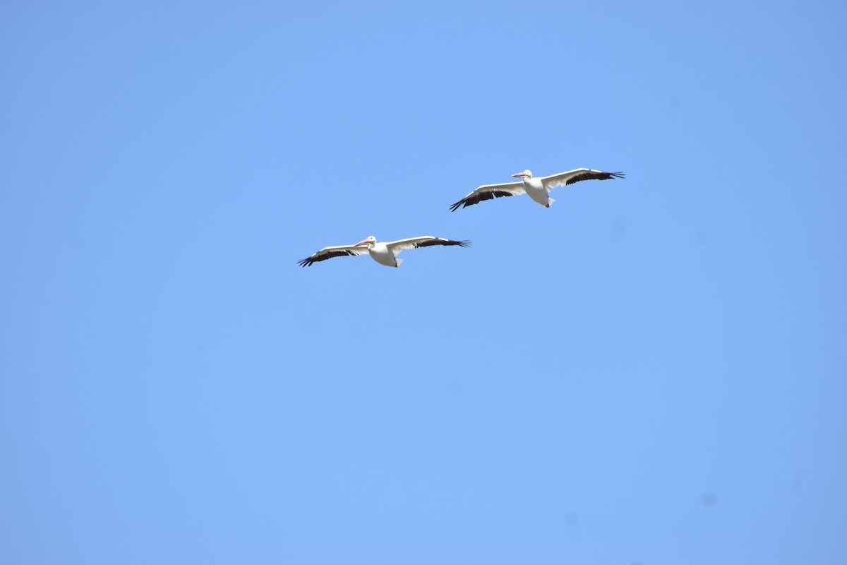 American White Pelican - ML623026455