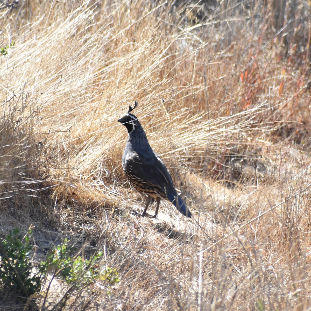 California Quail - ML623026476