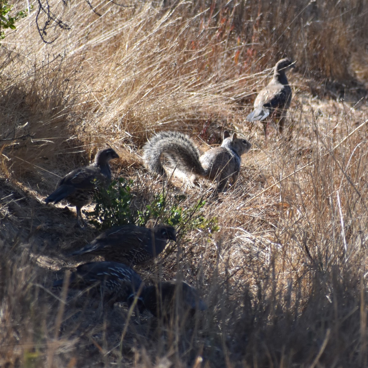 California Quail - ML623026481