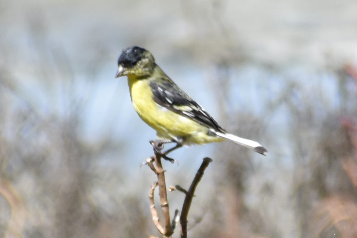 Lesser Goldfinch - ML623026487