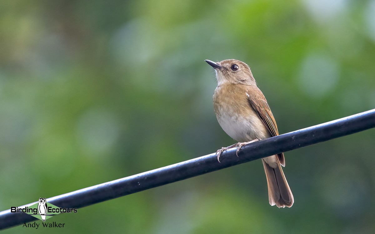 Fulvous-chested Jungle Flycatcher - ML623026492