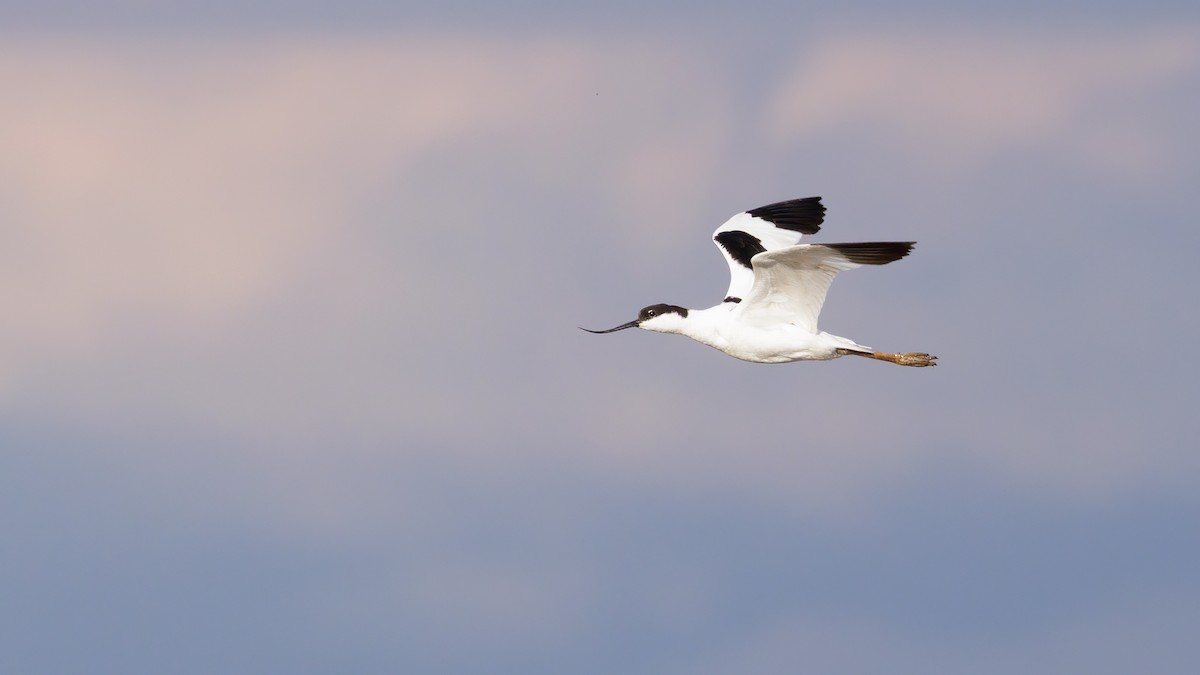 Avoceta Común - ML623026510