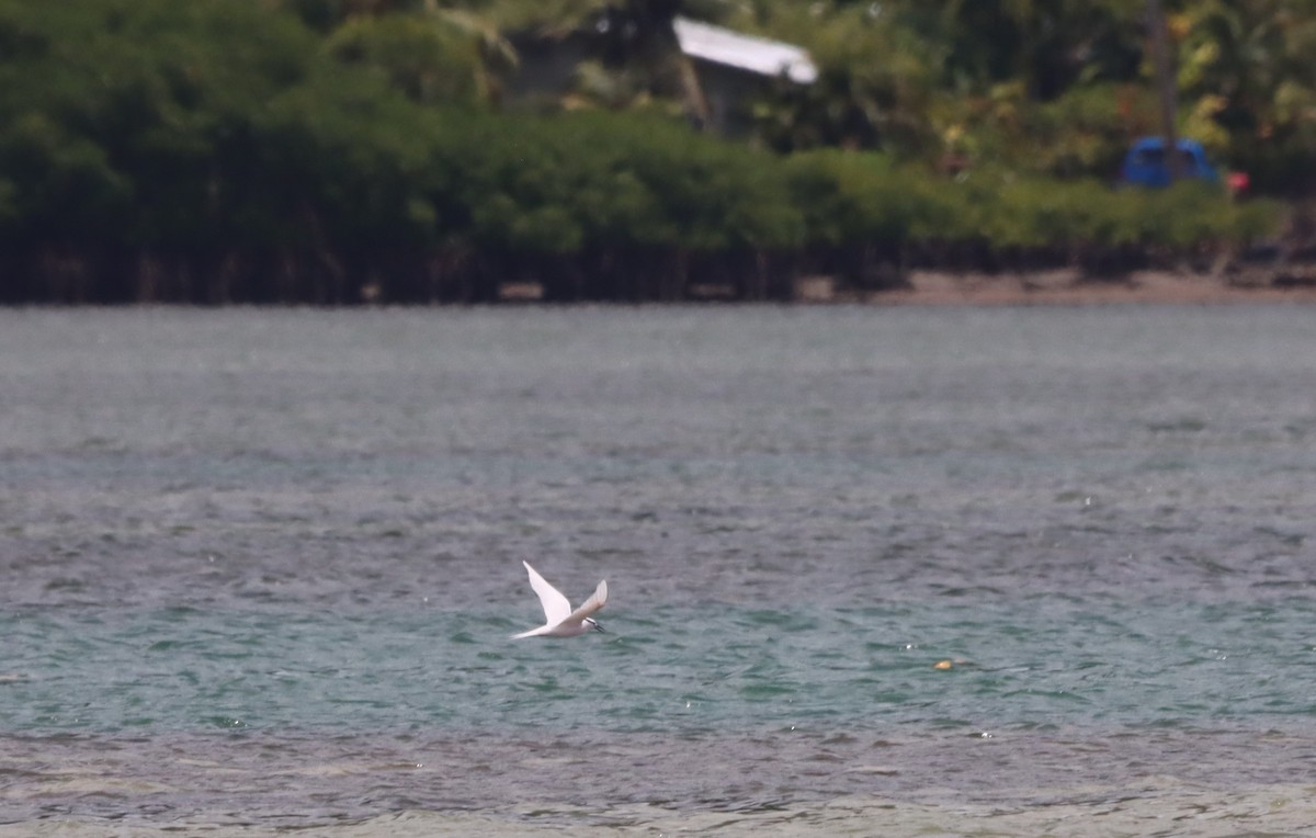 Black-naped Tern - ML623026548