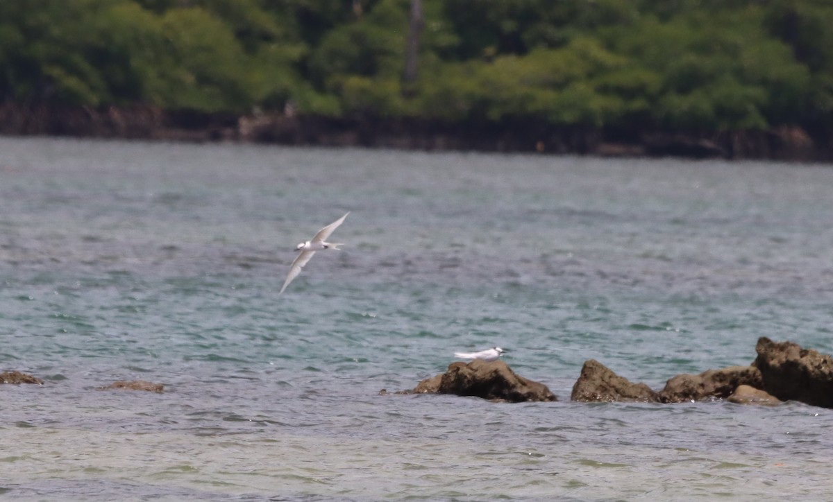 Black-naped Tern - ML623026549