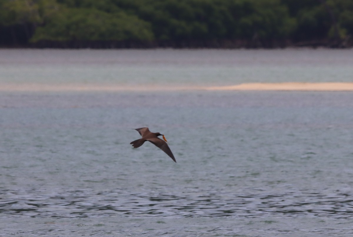 Brown Noddy - ML623026558