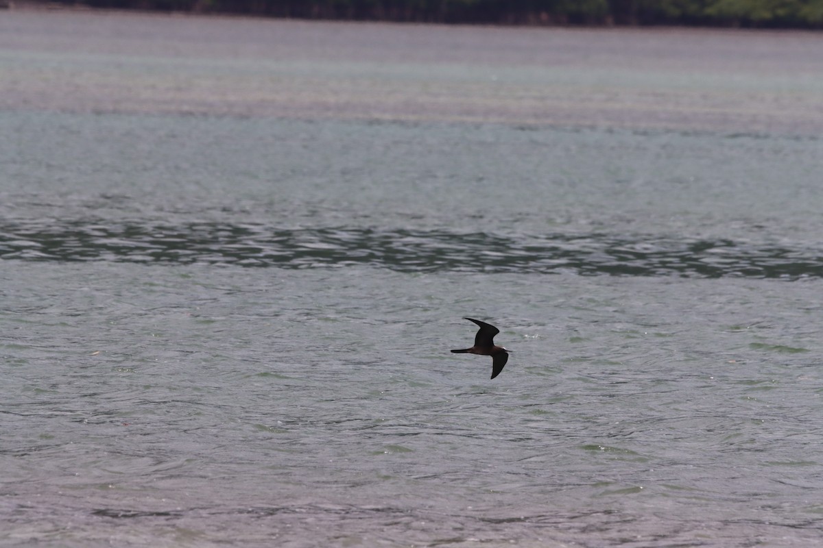 Brown Noddy - ML623026559