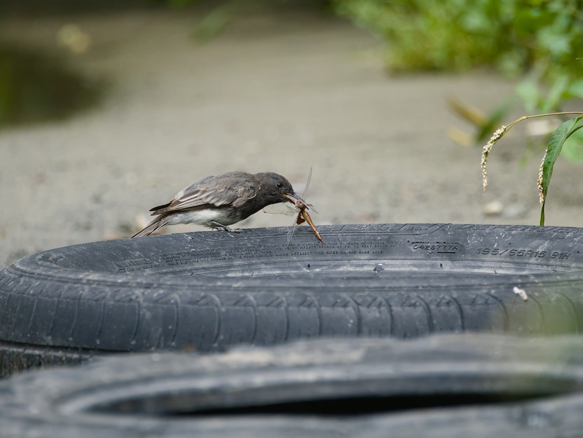 Black Phoebe - ML623026606