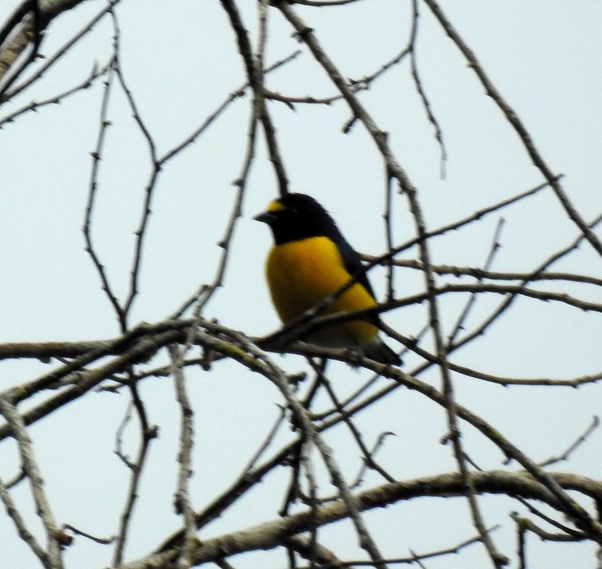 White-vented Euphonia - ML623026607