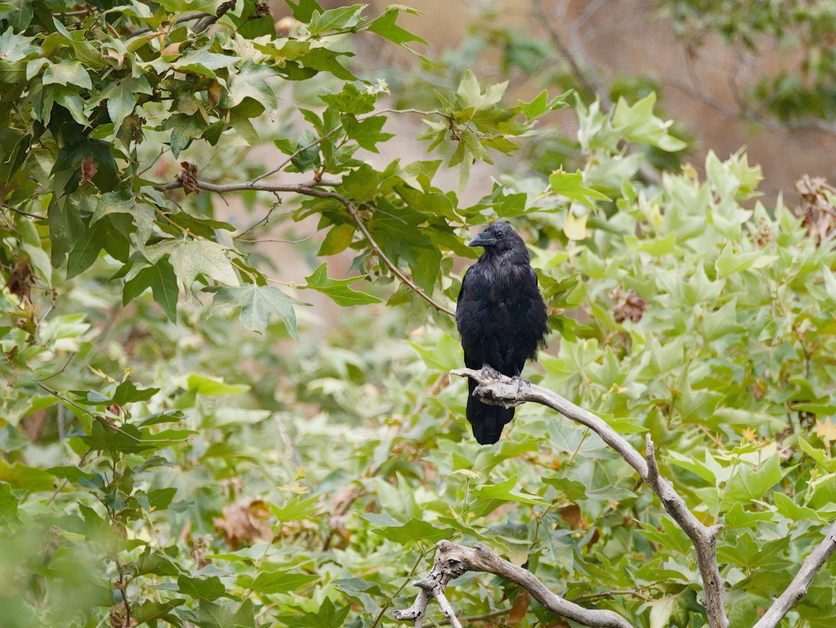 Common Raven - ML623026609