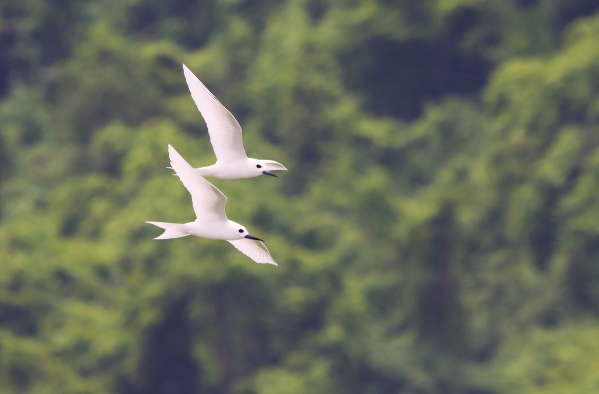 White Tern - ML623026613